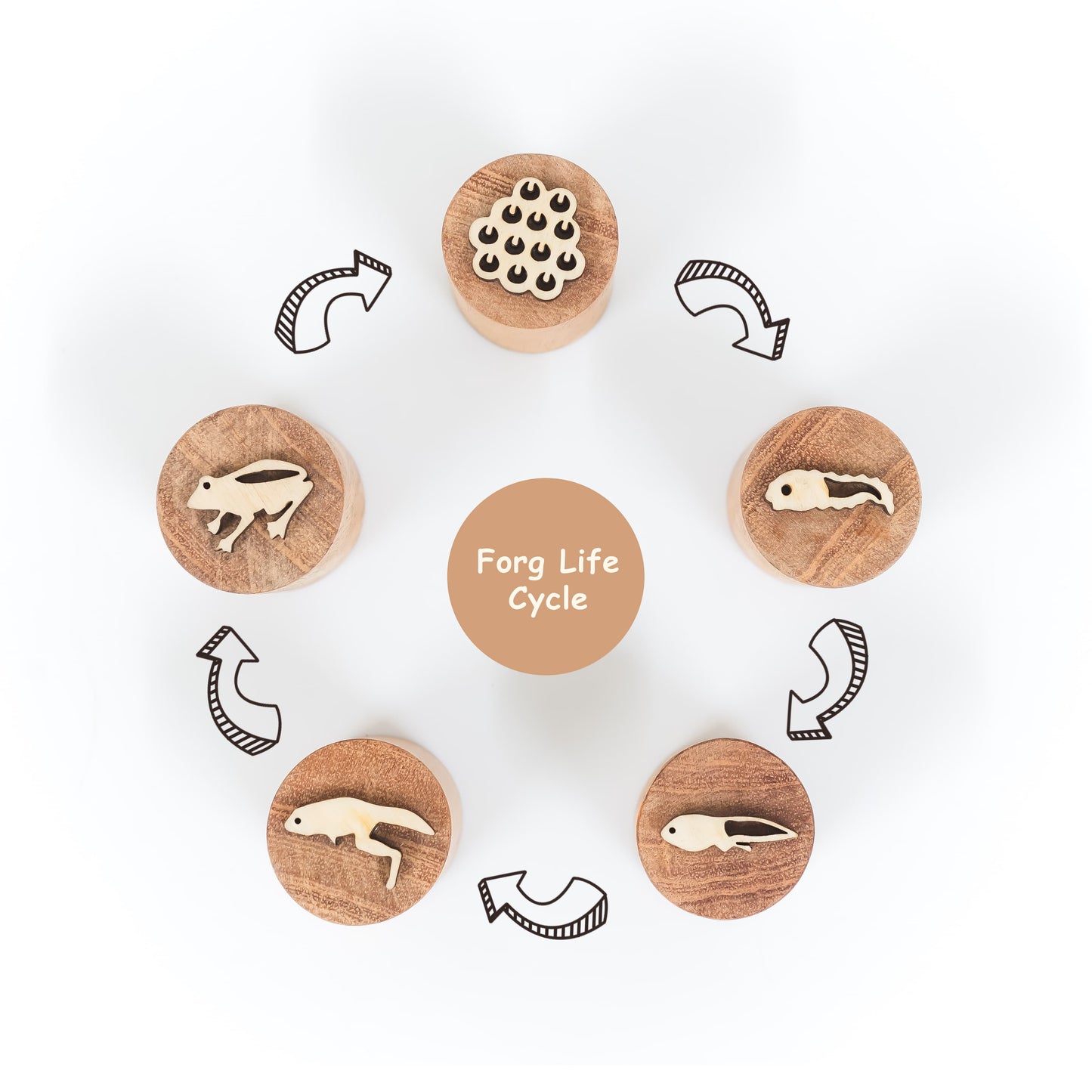 Frog Life Cycle Stamp – Montessori Wooden Stamp Set for Kids