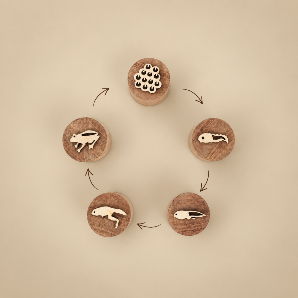 Frog Life Cycle Stamp Set
