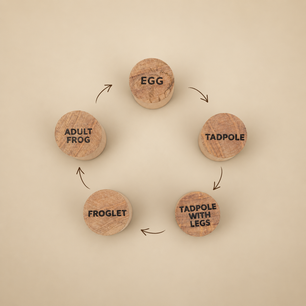 Frog Life Cycle Stamp Set