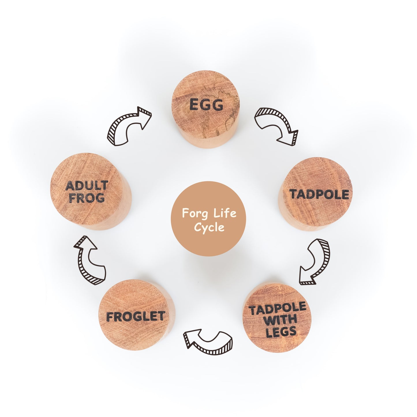 Frog Life Cycle Stamp
