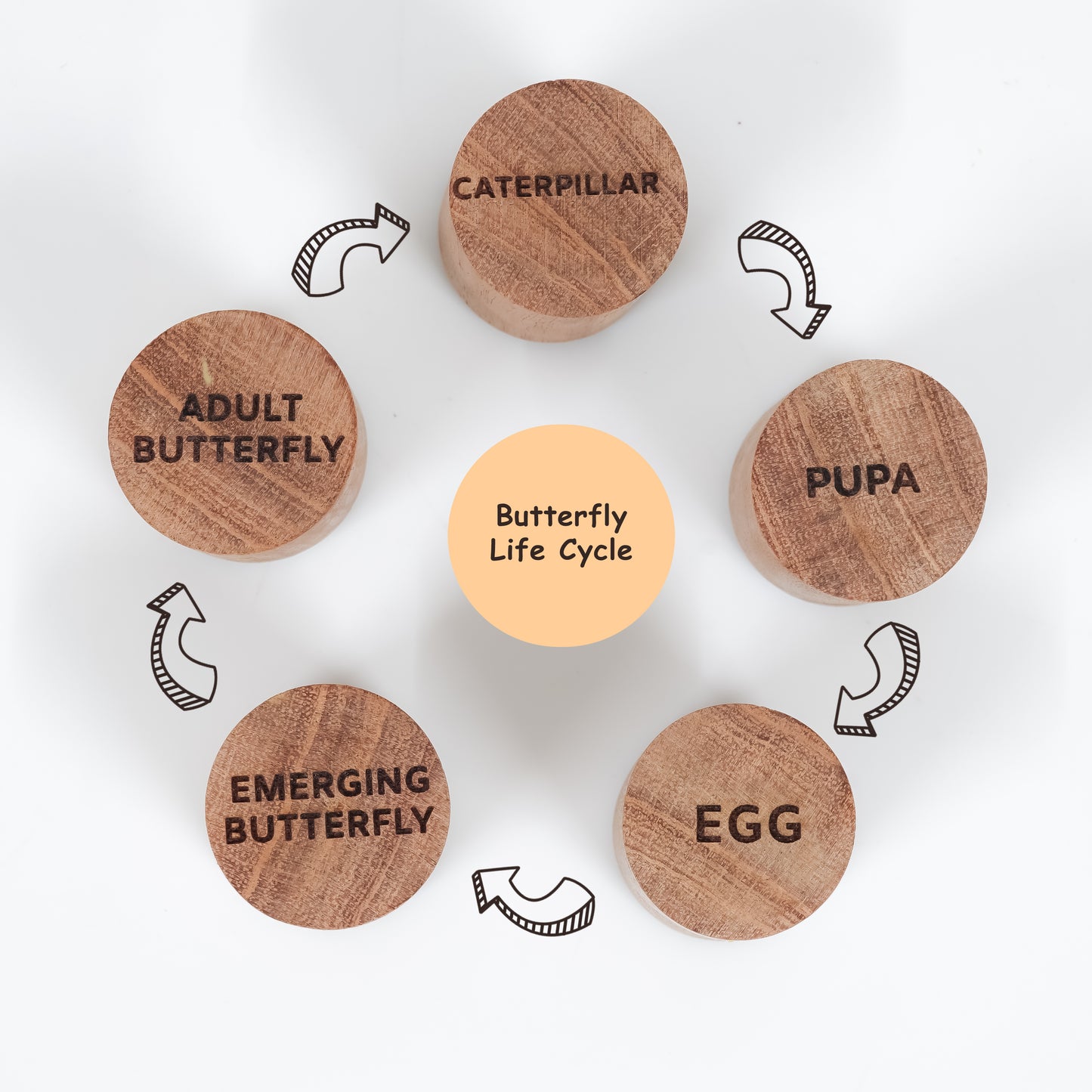 Life Cycle Stamp - Butterfly